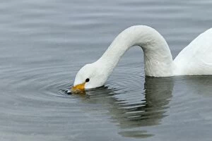 Images Dated 22nd February 2004: Whooper Swan Lake Kushiro, Hokkaido, Japan