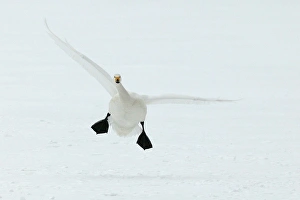 Images Dated 22nd February 2004: Whooper Swan Lake Kushiro, Hokkaido, Japan