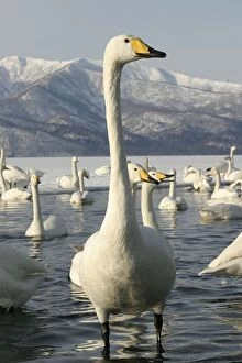 Images Dated 20th February 2004: Whooper Swan Lake Kushiro, Hokkaido, Japan