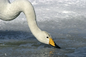 Images Dated 20th February 2004: Whooper Swan Lake Kushiro, Hokkaido, Japan