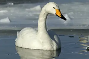 Whooper Swan Lake Kushiro, Hokkaido, Japan