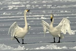 Images Dated 25th February 2004: Whooper Swan - two Lake Kushiro, Hokkaido, Japan