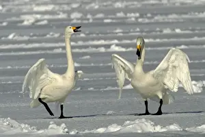 Whooper Swan - two Lake Kushiro, Hokkaido, Japan