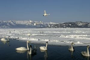 Images Dated 25th February 2004: Whooper Swan Lake Kushiro, Hokkaido, Japan