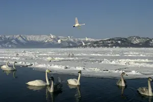 Whooper Swan Lake Kushiro, Hokkaido, Japan