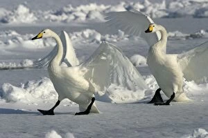 Images Dated 25th February 2004: Whooper Swan Lake Kushiro, Hokkaido, Japan