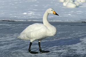Images Dated 20th February 2004: Whooper Swan Lake Kushiro, Hokkaido, Japan