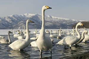 Images Dated 20th February 2004: Whooper Swan Lake Kushiro, Hokkaido, Japan