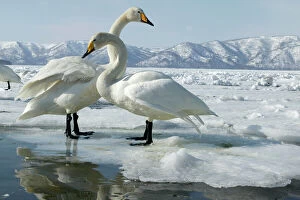 Lakes Collection: Whooper Swan - two Lake Kushiro, Hokkaido, Japan