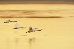 Whooper Swan - Landing at Roost Site in Evening Olor cygnus Welney WWT, Ouse Washes Norfolk, UK BI015289