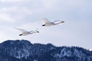 Images Dated 17th February 2010: Whooper Swan - pair in flight - Lake Kussharo - Hokkaido Island - Japan