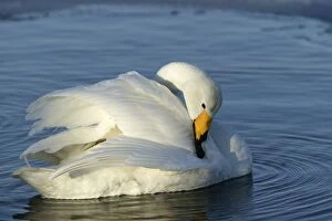 Images Dated 20th February 2004: Whooper Swan - preening. Hokkaido, Japan
