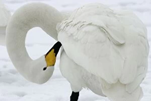 Images Dated 22nd February 2004: Whooper Swan - preening, using oil gland Lake Kushiro, Hokkaido, Japan