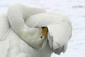 Images Dated 22nd February 2004: Whooper Swan - preening, using oil gland Lake Kushiro, Hokkaido, Japan