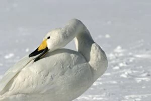 Images Dated 20th February 2004: Whooper Swan - preening, using oil gland Lake Kushiro, Hokkaido, Japan