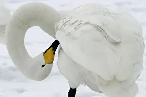 Whooper Swan - preening, using oil gland Lake Kushiro, Hokkaido, Japan