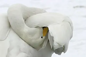 Whooper Swan - preening, using oil gland Lake Kushiro, Hokkaido, Japan
