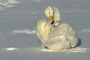 Whooper Swan - preening, using oil gland Lake Kushiro, Hokkaido, Japan