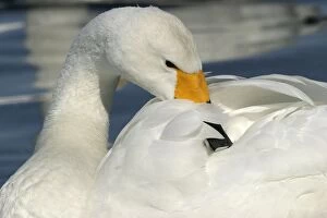 Images Dated 20th February 2004: Whooper Swan Preening Wintering on ice lakes Hokkaido, Japan