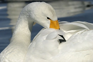 Images Dated 20th February 2004: Whooper Swan Preening Wintering on ice lakes Hokkaido, Japan