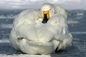 Images Dated 20th February 2004: Whooper Swan - resting Lake Kushiro, Hokkaido, Japan