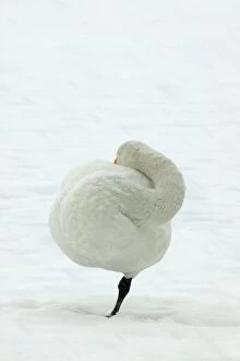 Whooper Swan - sleeping, on one leg