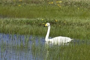 Whooper Swan - On small loch in early Summer