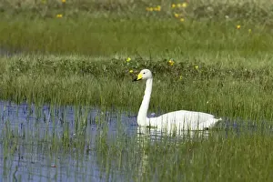 Lochs Prints: Whooper Swan - On small loch in early Summer Cygnus cygnus South Uist