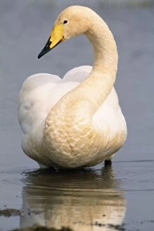 Whooper Swan - Stands in Water
