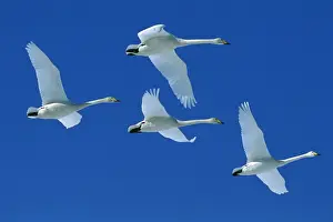 Hokkaido Prints: Whooper Swan - Four swans in flight