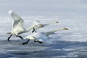 Images Dated 20th February 2004: Whooper Swan - three taking off. Hokkaido, Japan