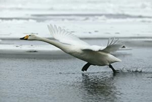 Images Dated 26th February 2004: Whooper Swan - taking off. Hokkaido, Japan
