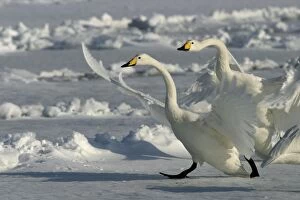 Images Dated 25th February 2004: Whooper Swan - two taking off Lake Kushiro, Hokkaido, Japan