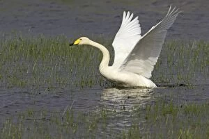 Whooper Swan - taking off across loch