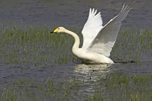 Shetland Island Collection: Whooper Swan - Taking off across loch Shetland Mainland, UK BI011590