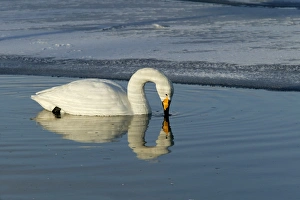 Images Dated 20th February 2004: Whooper Swan - in water. Hokkaido, Japan
