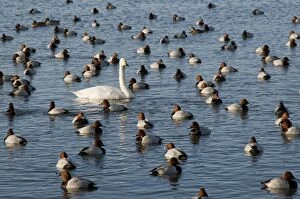 Whooper Swan - on water among pochard