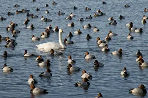 Pochard Prints: Whooper Swan - on water among pochard - Ouse Washes - Cambridgeshire - UK