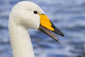 UK Wildlife Collection: Whooper Swan - winter - UK