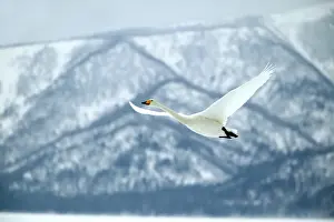 Oiseau Prints: Whooper Swan Wintering on ice lakes in Hokkaido. Japan