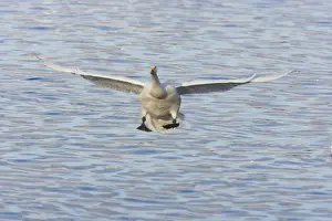 Whooper Swans - Coming in to land Olor cygnus WWT Martin Mere Lanacashire, UK BI013222