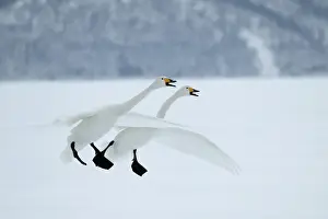 Oiseau Prints: Whooper Swans In flight, about to land Wintering on ice lakes in Hokkaido, Japan