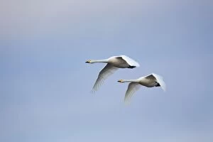 Images Dated 18th December 2012: Whooper Swans - in flight - winter