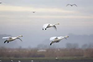 Images Dated 18th December 2012: Whooper Swans - in flight - winter