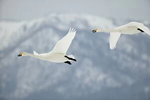 Images Dated 21st February 2004: Whooper Swans In flight Wintering on ice lakes Hokkaido, Japan
