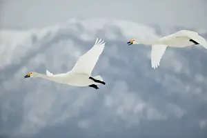 Whooper Swans In flight Wintering on ice lakes Hokkaido, Japan