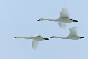 Leadership Prints: Whooper Swans In flight Wintering on ice lakes Hokkaido, Japan