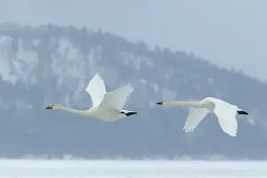 Whooper Swans In flight Wintering on ice lakes Hokkaido, Japan