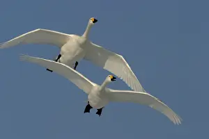 Whooper Swans In flight Wintering on ice lakes Hokkaido, Japan
