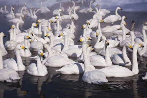 Whooper swans, Hokkaido, Japan